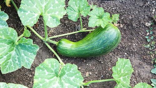 湿疹可以吃瓠瓜,瓠瓜助力肌肤健康