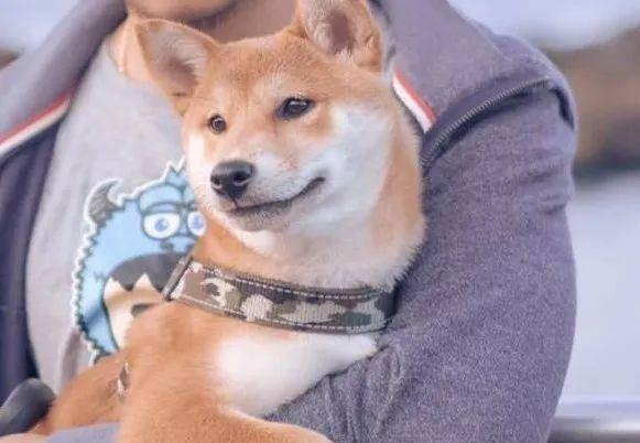 崔狗子带你吃瓜