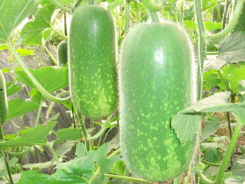 庶瓜怎么吃,解锁夏日清新美味