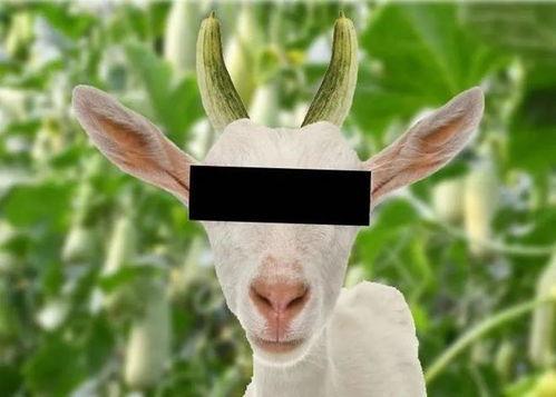 小瓜能给羊吃吗怎么吃,营养搭配与食用方法揭秘