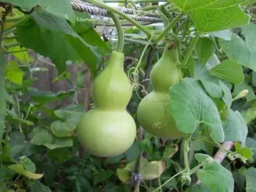 葫芦瓜素吃,天然植物中的健康守护神