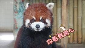 阿瓜吃的,探寻味蕾的无限可能