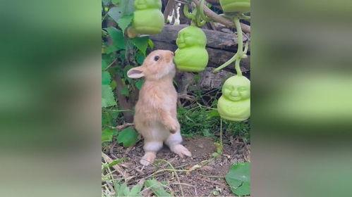 兔子可以吃茄瓜吗