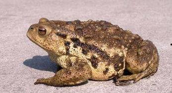 蛤蟆怎么吃瓜视频,趣味视频带你领略另类美食文化