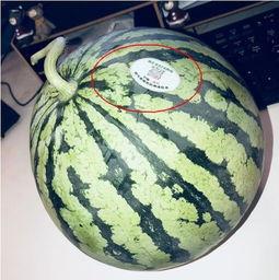 张掖网红吃瓜,揭秘瓜乡美食新风尚