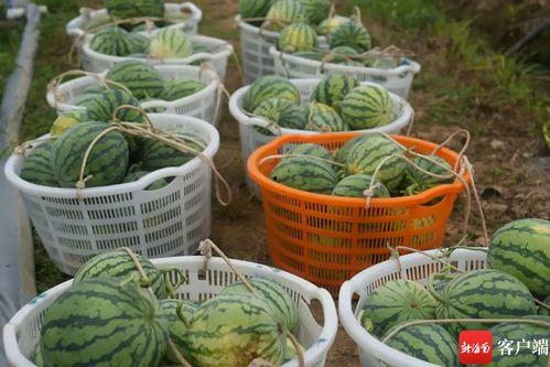 农职安宁吃瓜,瓜田里的欢乐时光