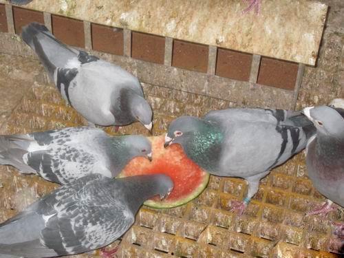 吃瓜厨房 鸽子,揭秘鸽子的神奇生活