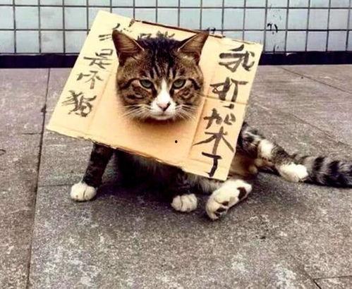 吵架时猫咪吃瓜,化解家庭矛盾新招式