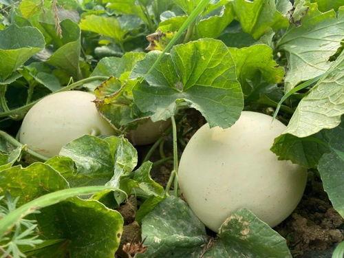 研儿吃瓜,揭秘娱乐圈那些不为人知的幕后故事