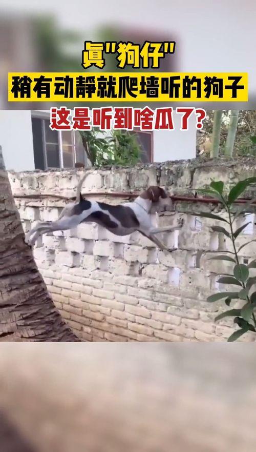 小狗看热闹吃瓜视频,萌态可掬引网友爆笑