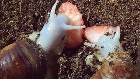 蜗牛吃丑瓜,一场奇妙的味蕾之旅