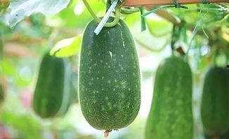 原神吃谷瓜,探索神秘谷瓜的奇幻之旅