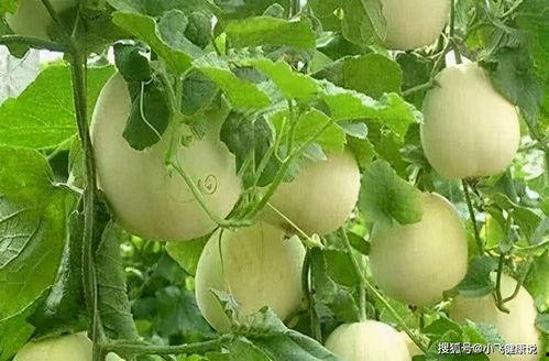 甜瓜吃瓜现场和平精英