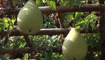 风佑吃瓜,揭秘娱乐圈那些不为人知的幕后故事