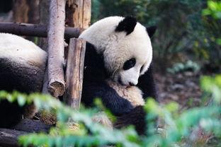 吃瓜熊猫人图片大全